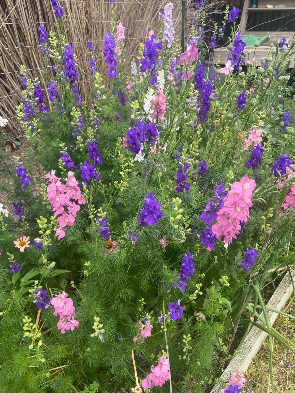 LARKSPUR SEEDS -50 Fresh Seeds – Mixed Colors – GORGEOUS Blooms!! FREE Shipping