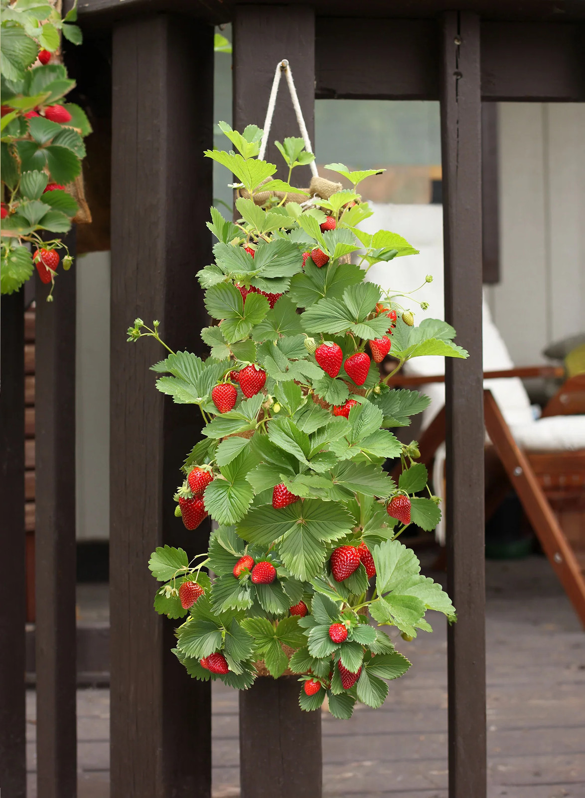 Hang & Grow® Canvas Hanging Bag – 2″ Holes