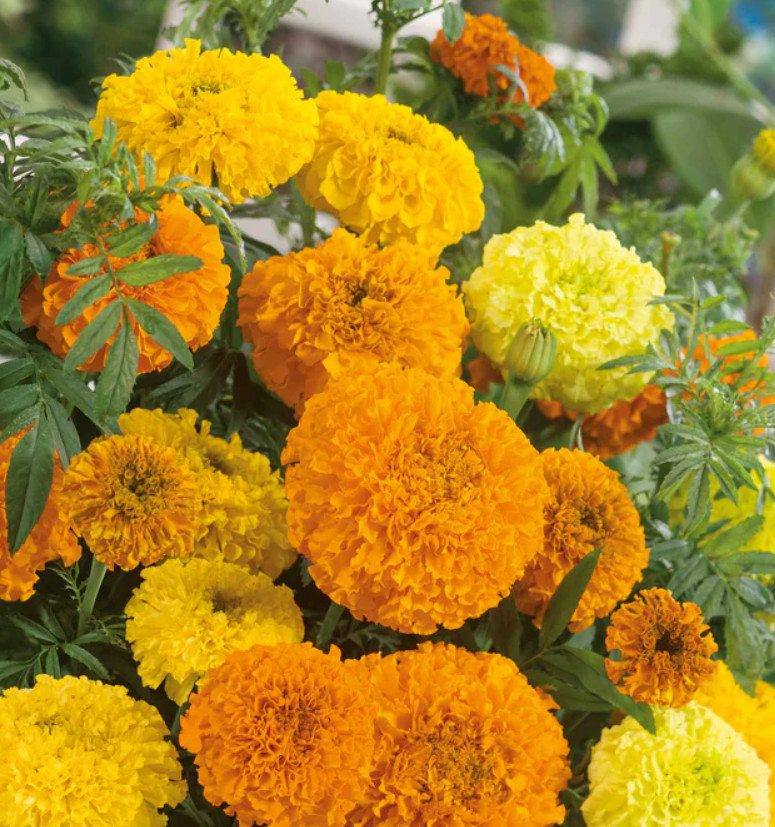 Landscaper’s Pack African Marigold SUGAR & SPICE Orange Ylw White 300 Seeds!