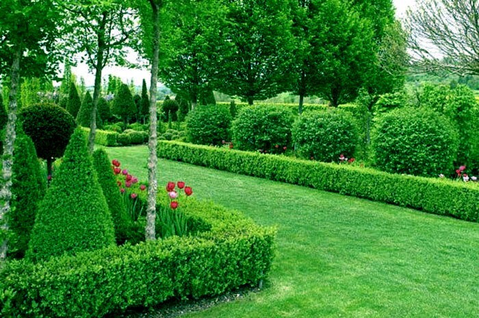 Common English Boxwood Tree Seeds (Buxus sempervirens) Hardy Landscaping Shrub