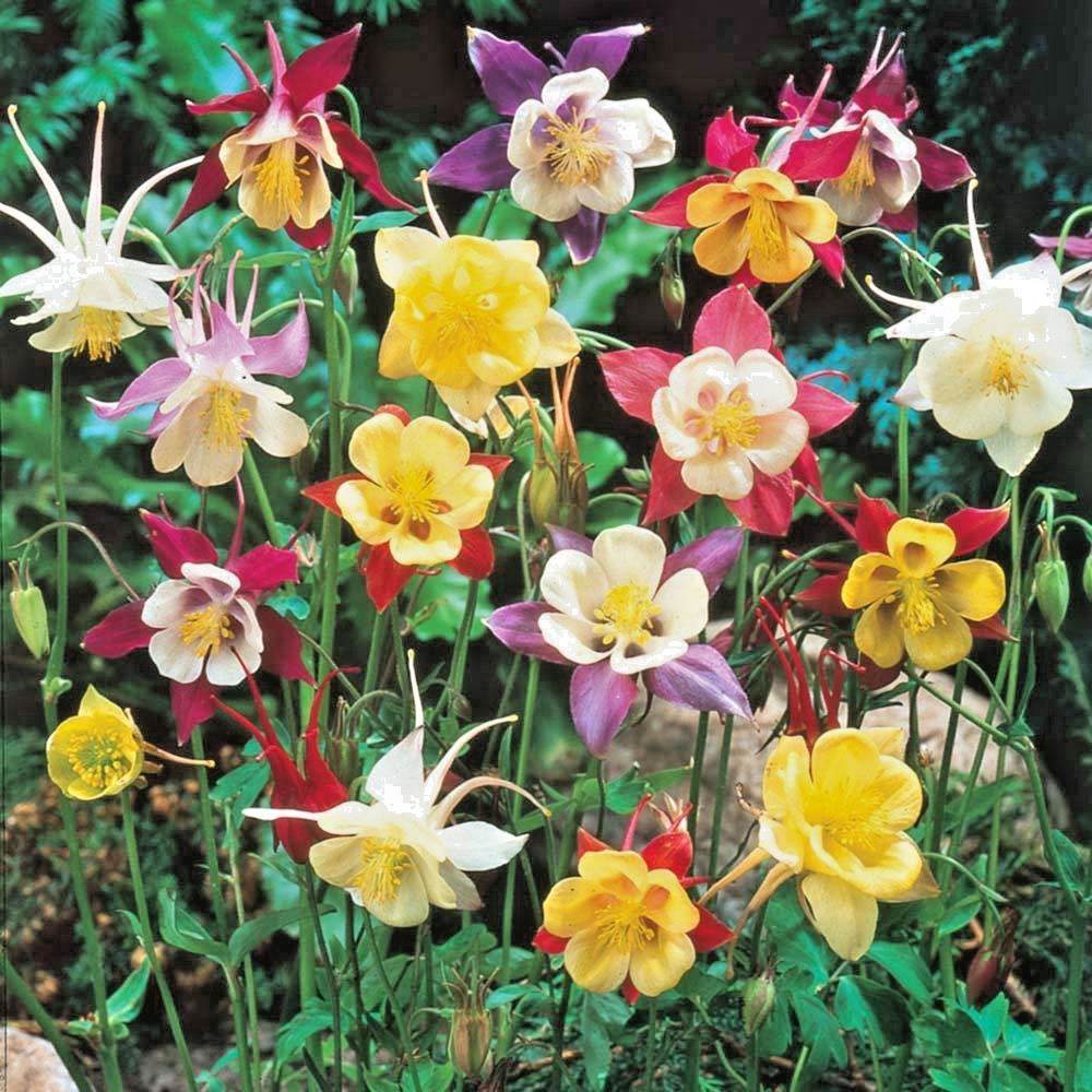 201+COLUMBINE Mix Seeds Perennial Native Wildflower Shade Garden Container Easy