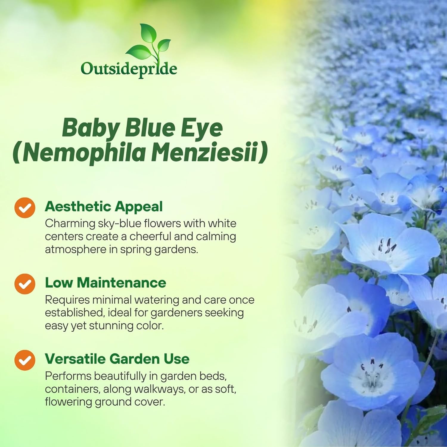 1000 Seeds Baby Blue Eyes Seed – Nemophila Menziesii Flower Seeds