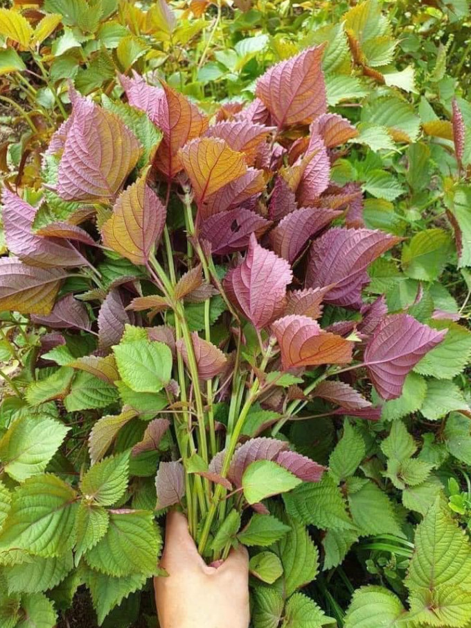Vietnamese Perilla Seeds – Tía Tô Bắc Bộ 2.5g – Asian Herb – Shiso Seeds