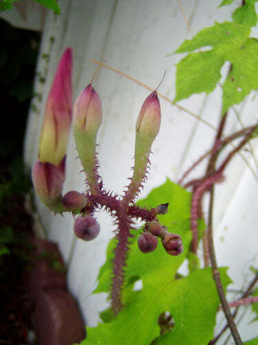 Ipomoea leptophylla | Lavender Moonvine | Bush Moonflower | 5 Seeds