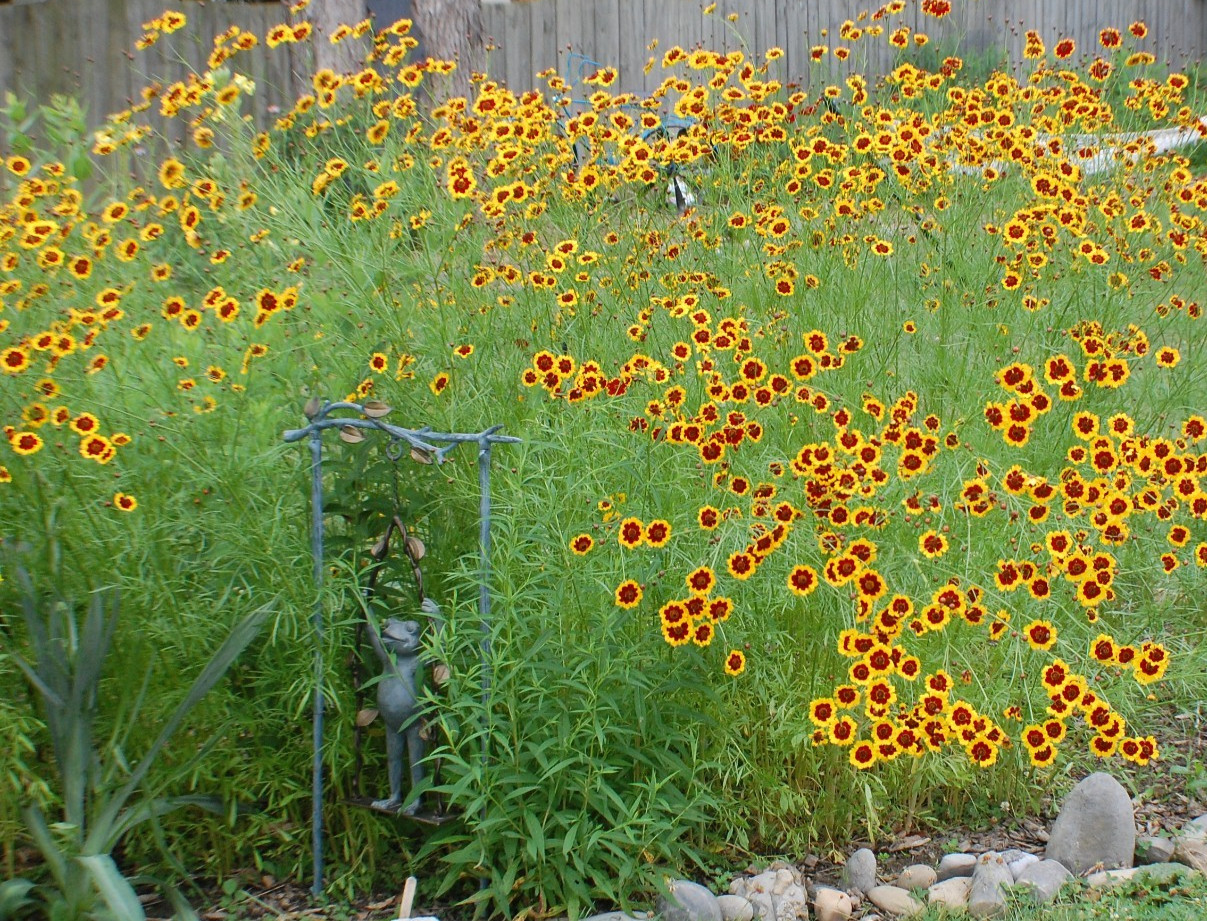 1 gram+ Coreopsis tinctoria Seeds/Tall Plains Coreopsis/Central US Native Plant