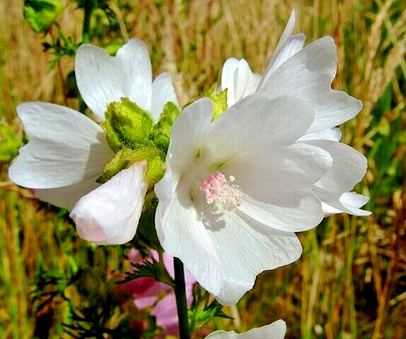 WHITE MUSK MALLOW 102 SEEDS, MALVA MOSCHATA ALBA, USA SELLR, EZ TO GROW