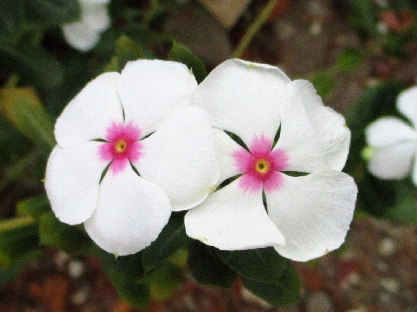100 BRIGHT EYES PERIWINKLE Vinca Rosea Catharanthu Dwarf White Pink Flower Seeds