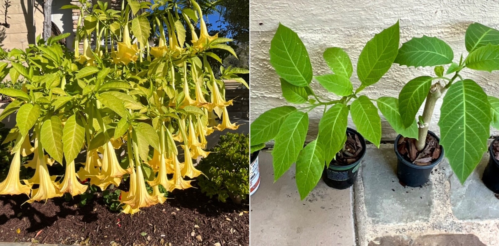 1 Live – Starter Plant, Yellow Angel Trumpet (Brugmansia) Tropical Plant.