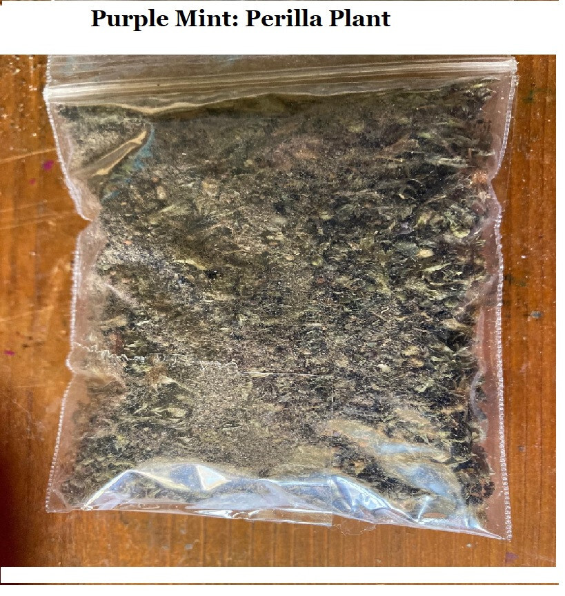Purple Mint Perilla Plant (Beefsteak)Great Mint Over 500+ Seeds USA Home Grown