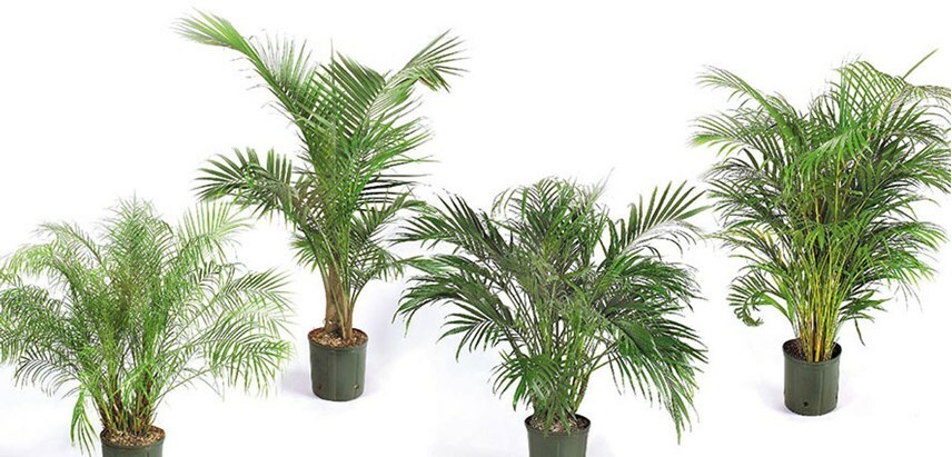 Dates Jumbo Medjool, ten [10] Date Palm seed – DATES SEEDS, DATE Seeds