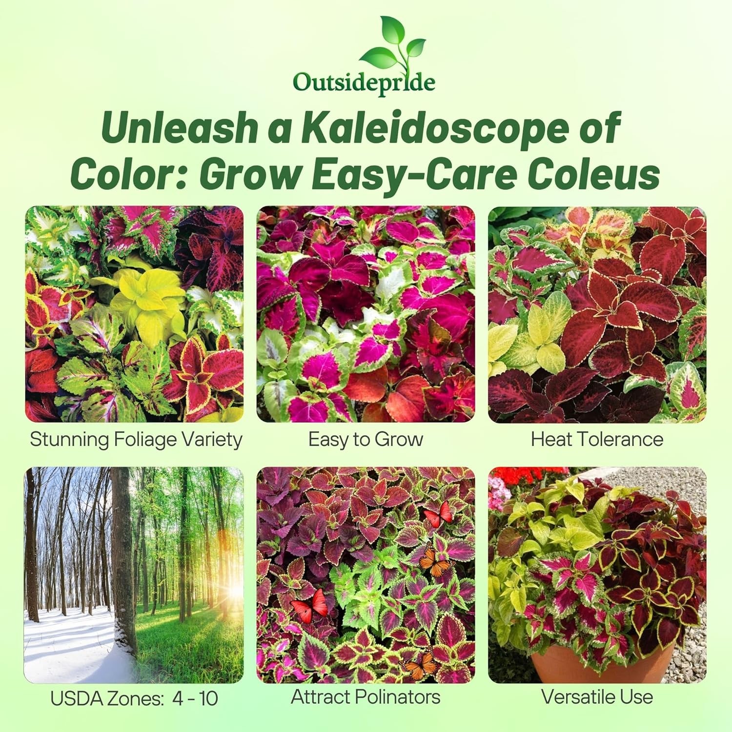 10000 Seeds Coleus Seed Mix For Planting – Rainbow Mix Flower Seeds | Shade