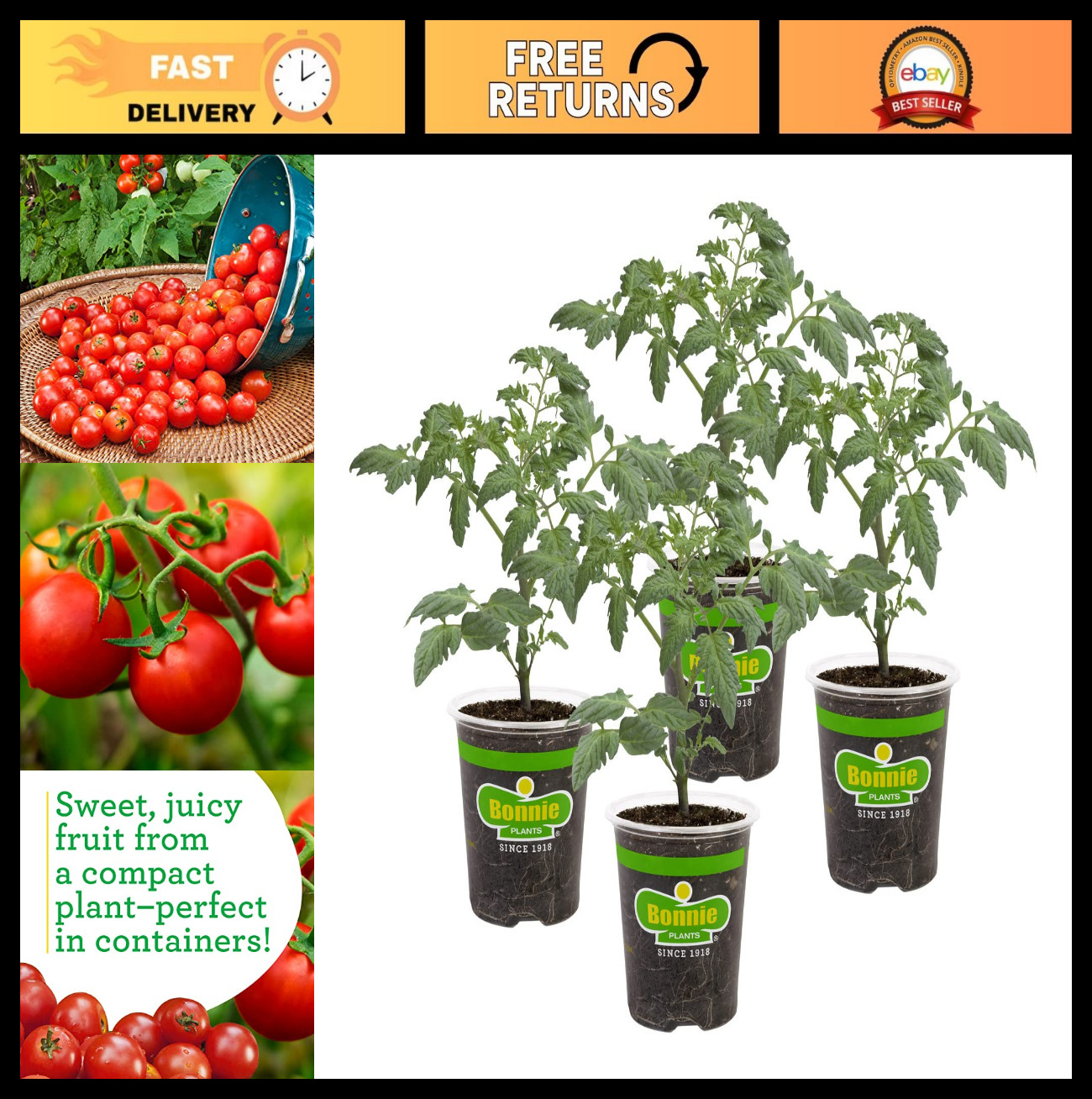 Husky Cherry Red Tomato Plants – 4 Pack, Non-GMO, Bite-Sized, Disease Resistant