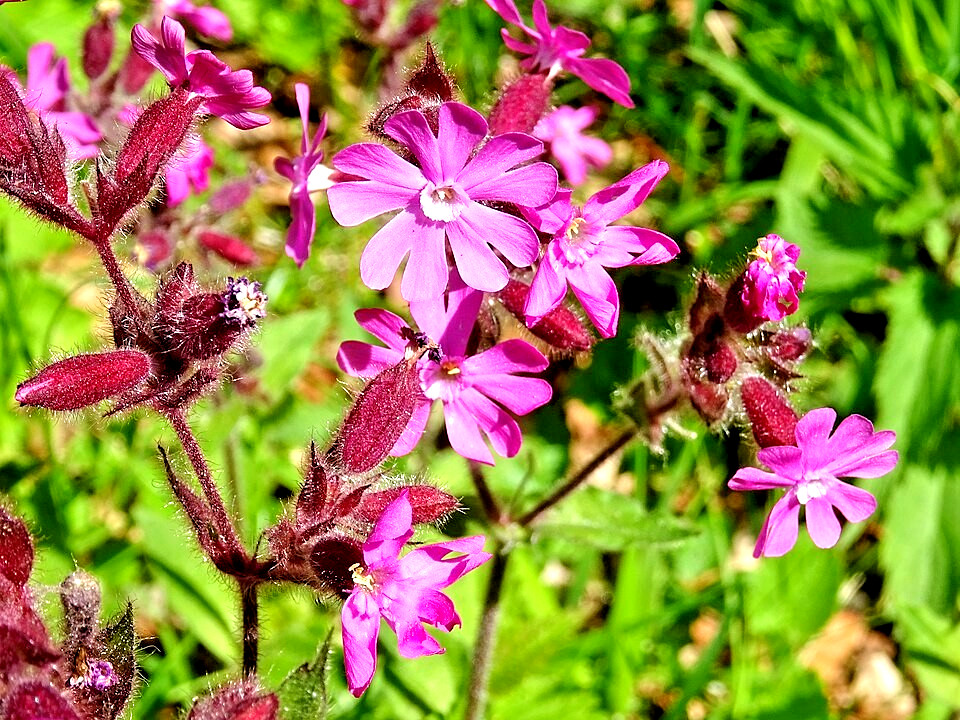 RED CAMPION MIX 100 SEEDS, HYBRID LEAF COLORS, YELLOW, PURPLE… SILENE DIOICA