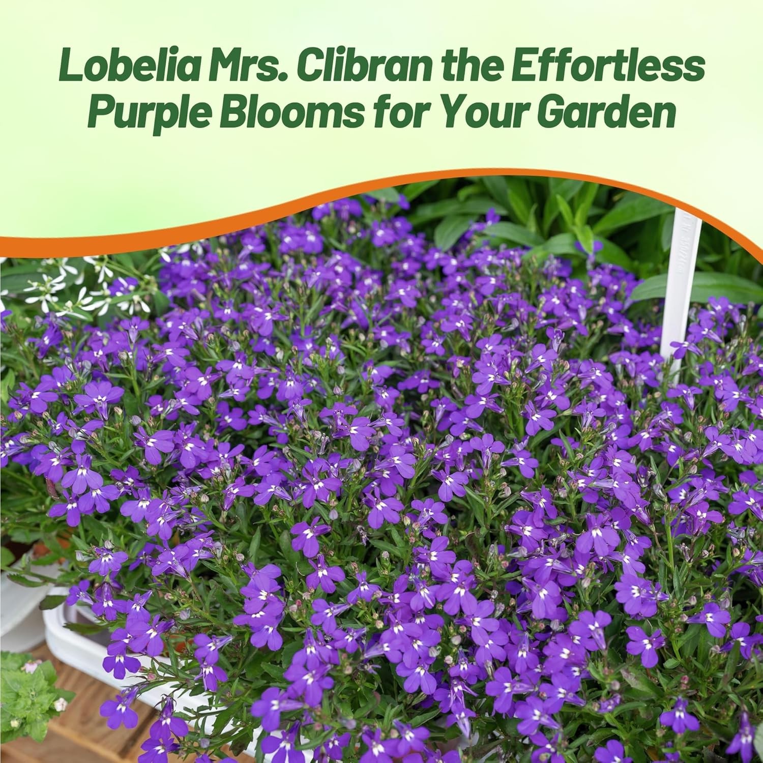 10000 Seeds Lobelia Seeds – Mrs Clibran Lobelia Ground Cover Seed