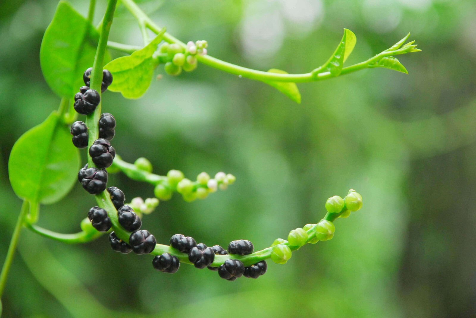 1000+ Seeds Organic Green Stem Malabar Alugbati Mong Toi Poi Sang Ceylon Seeds