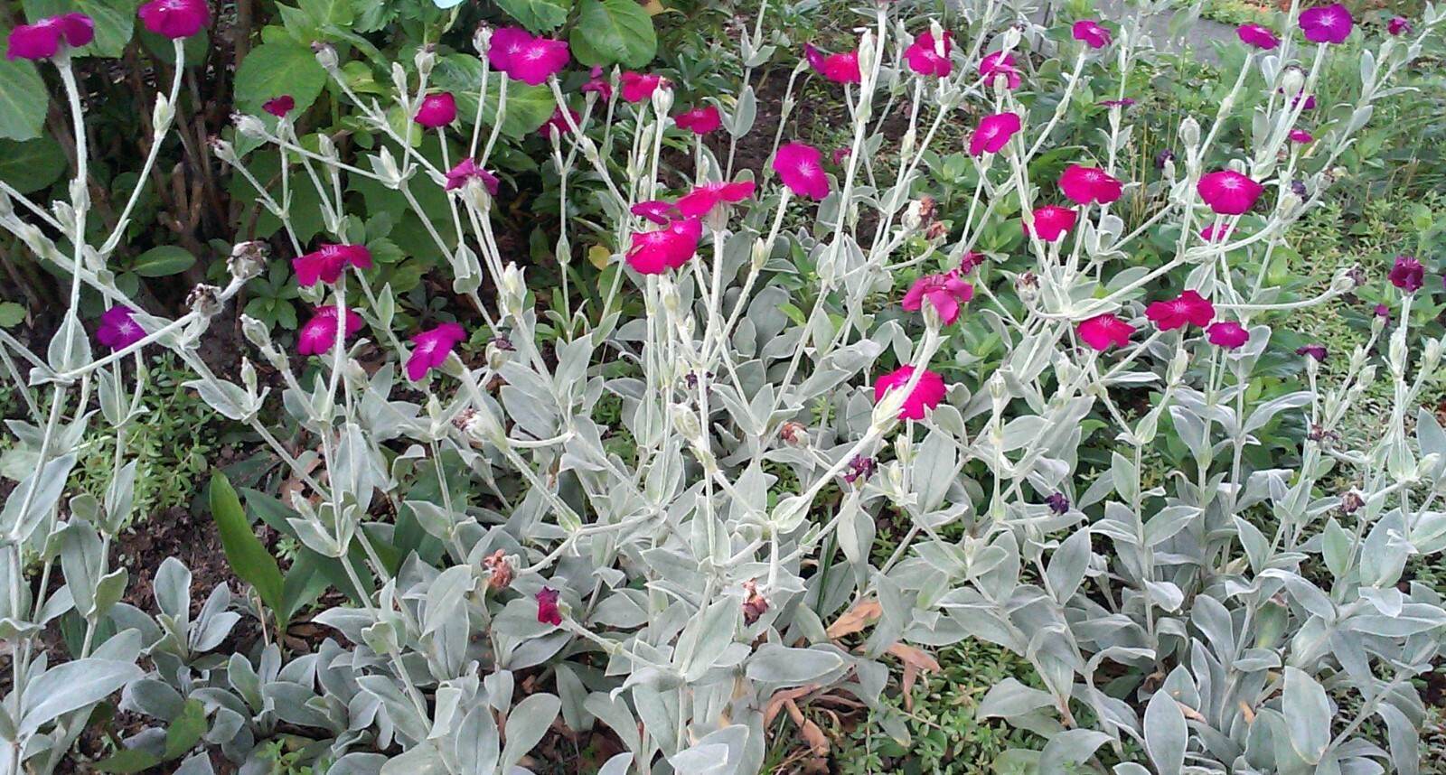 100+ Rose Campion Seeds Bright Pink Flowers Lychnis Coronaria Hummingbirds