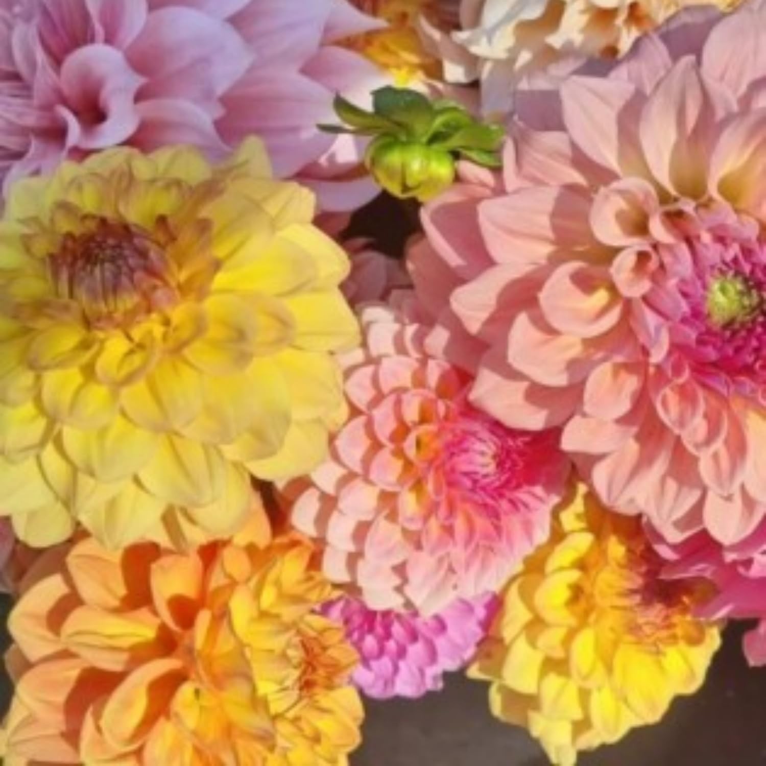 350pcs Mixed Dahlia Flower Seeds for Planting- Non-GMO Heirloom, Multi-Color Pom