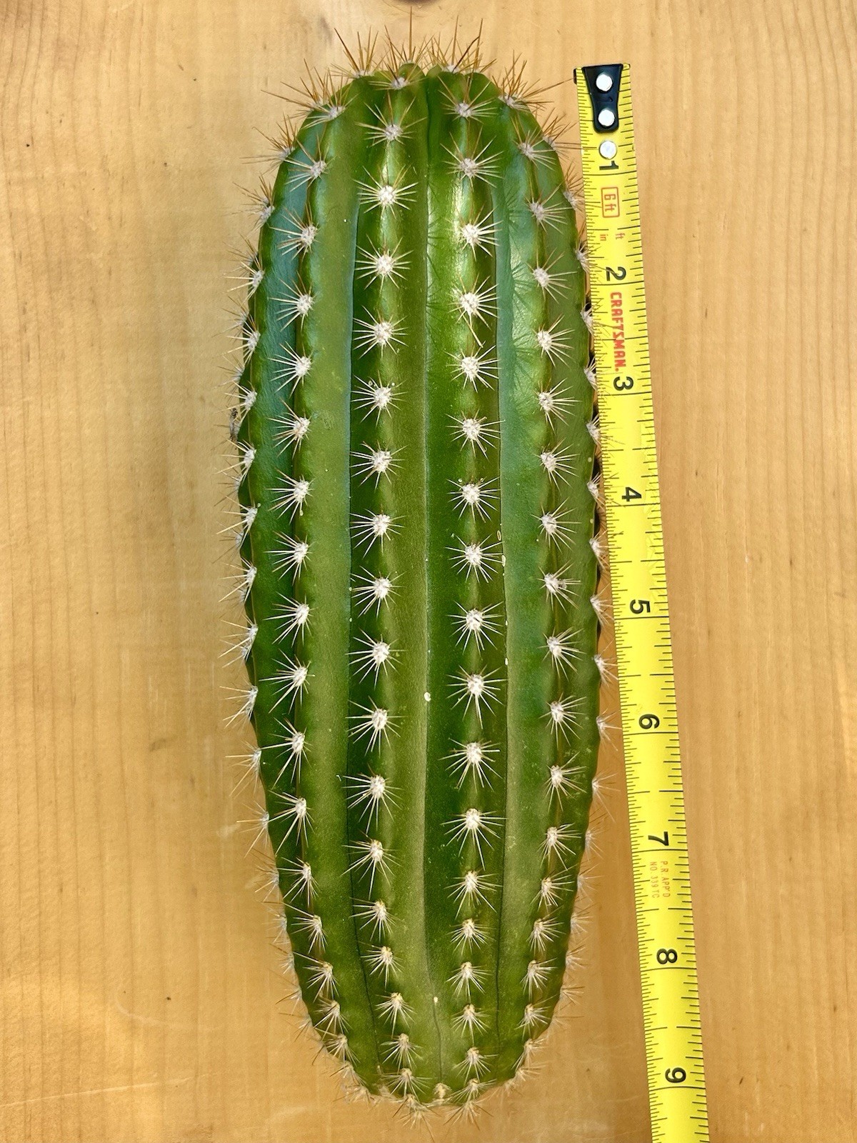 9 Inch Echinopsis Hybrid ‘Flying Saucer’ Cutting Fully Cured Ready To Plant #2