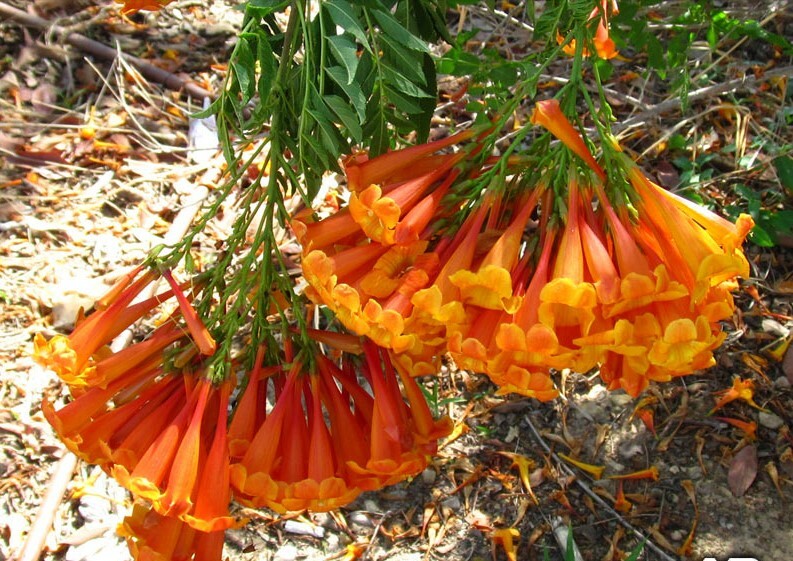 SUN TRUMPET TACOMA ORANGE ~ Campsis Radicans Trumpet Vine ~ Rooted Starter Plant