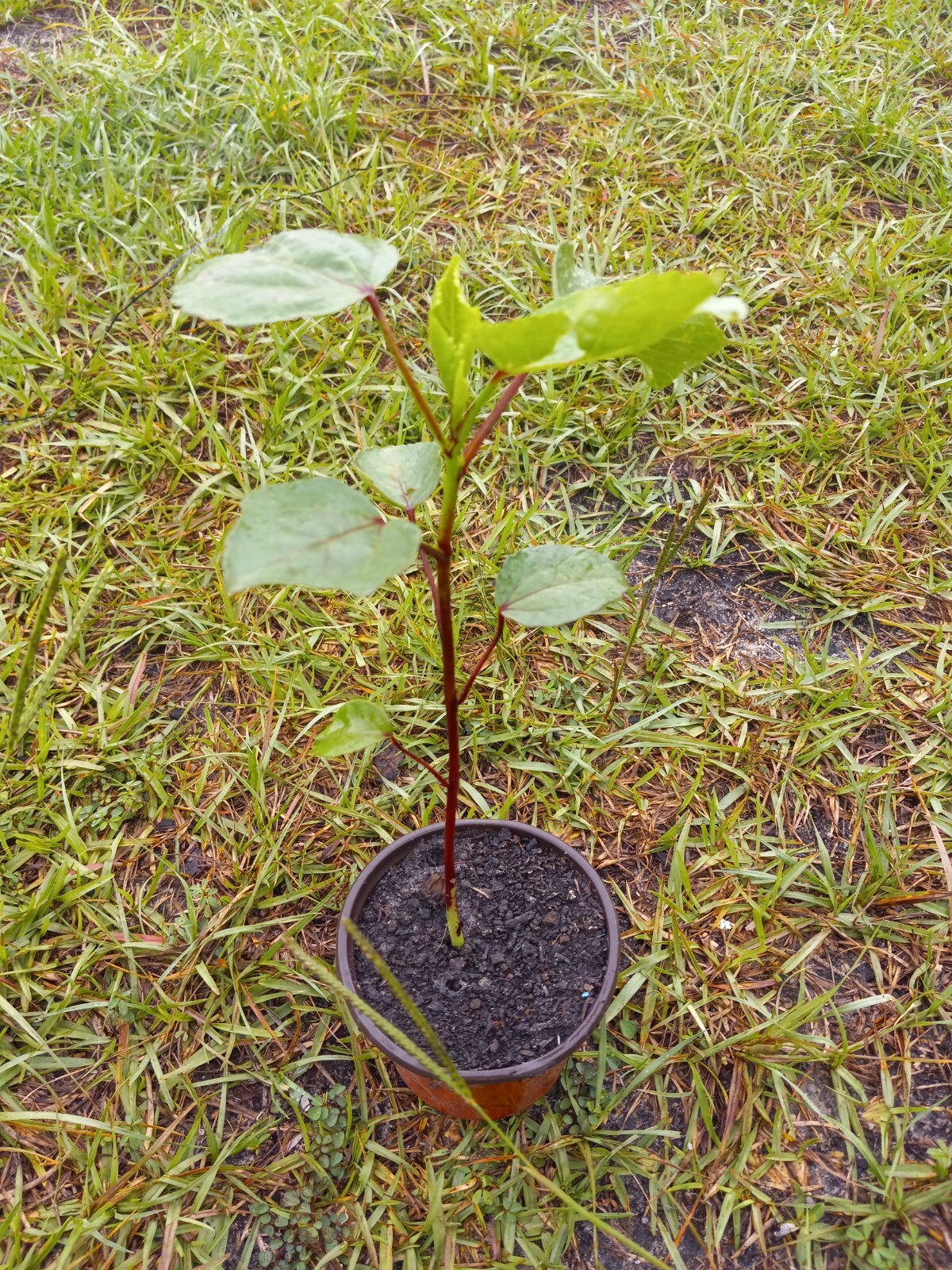 Roselle hibiscus – 50 seeds – Jamaican Sorrel – Florida Cranberry