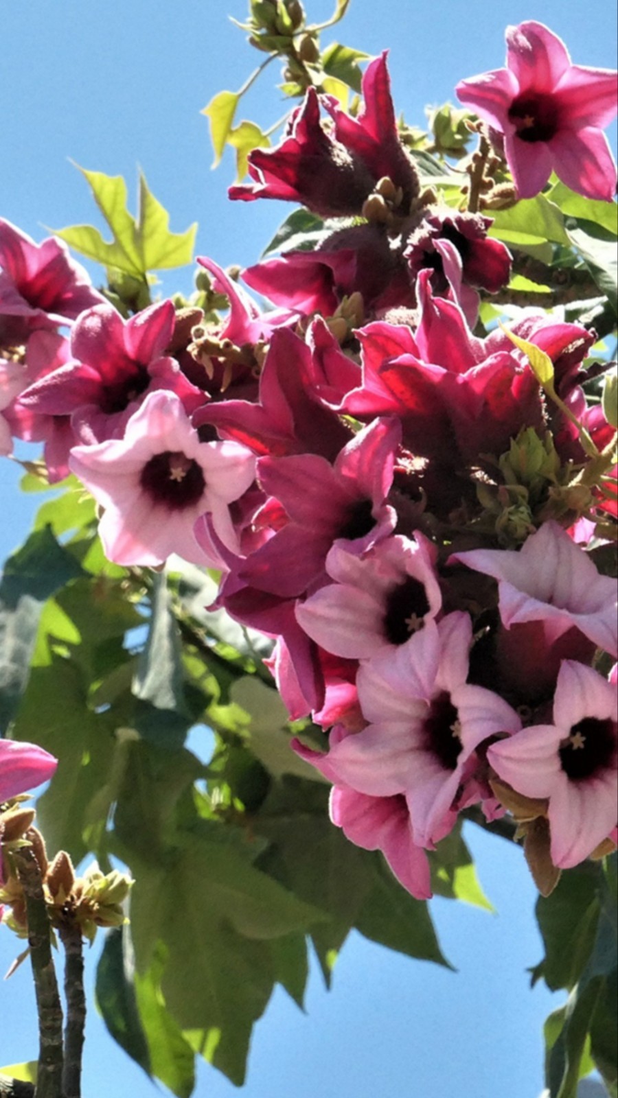 Fresh & Rare Brachychiton Discolor seeds