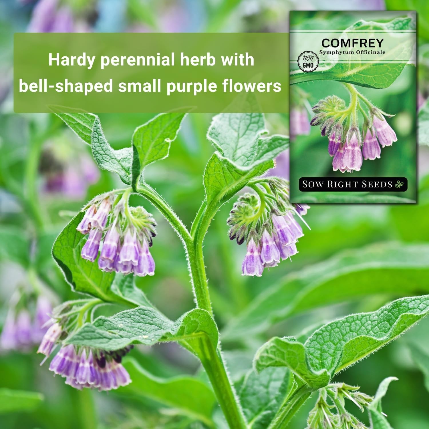 Comfrey Seeds – Non-Gmo Heirloom Packet for Indoor/Outdoor Herb Garden (1)