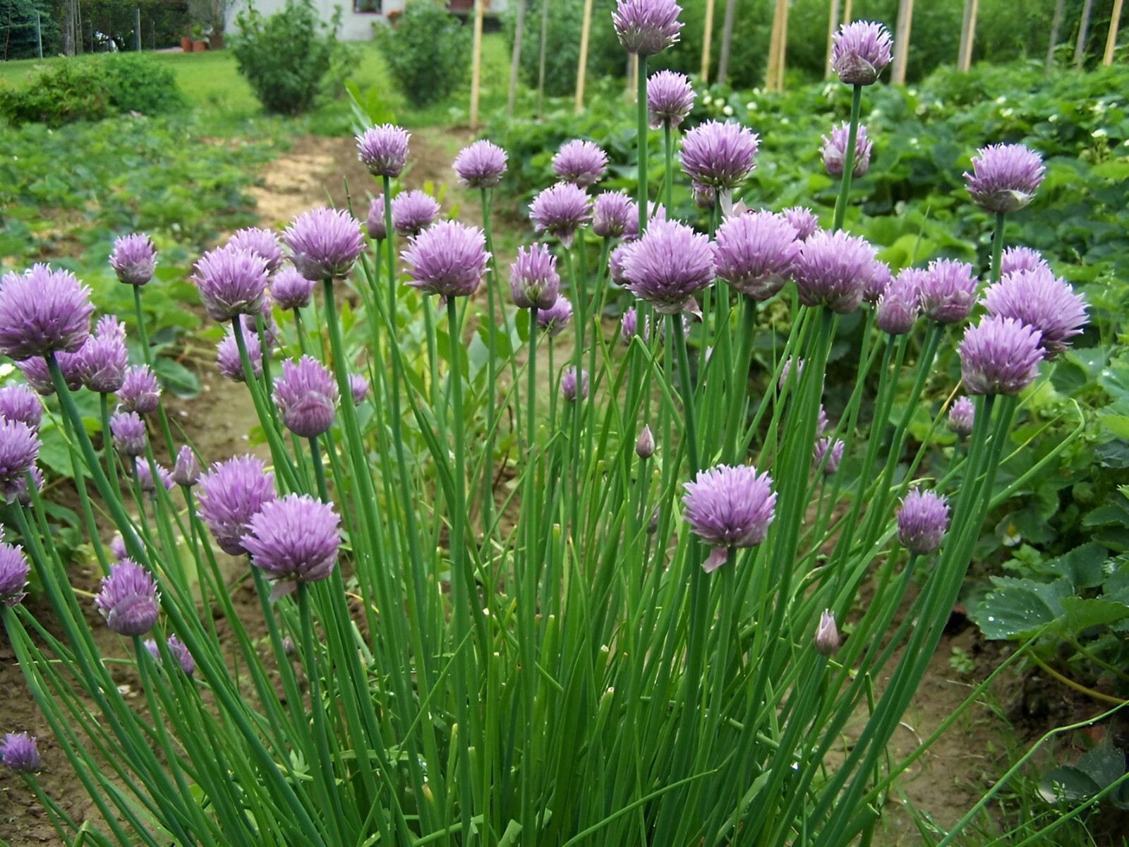 400 Heirloom Organic Chive Seeds – Non-GMO Perennial Herb – Oniony Garlic Flavor