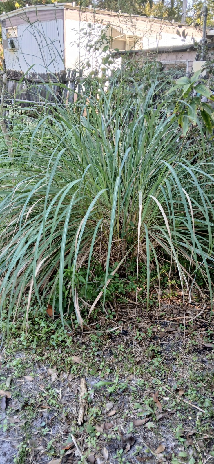 5 Live Lemon Grass Stalks Rooted Plants Eatable For Tea Aroma in House Evergreen