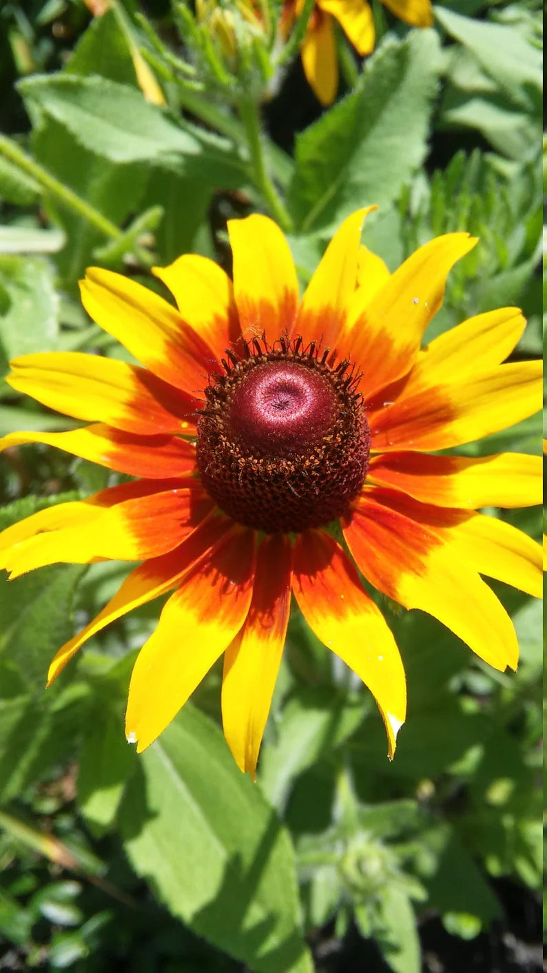 Gloriosa Daisy Flower Seeds | Rudbeckia Yellow Orange Perennial Flower Seed 2024