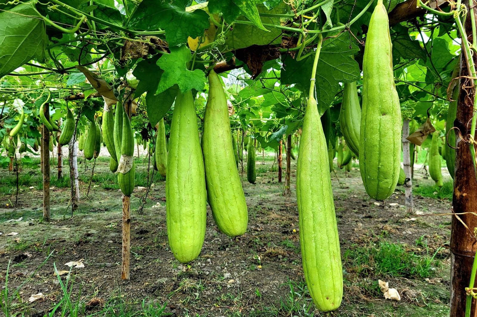 10 LUFFA GOURD SEEDS ~ 2026 ~ HEIRLOOMSEEDGUY ~ USA ~ NON-GMO ~ CRAFT