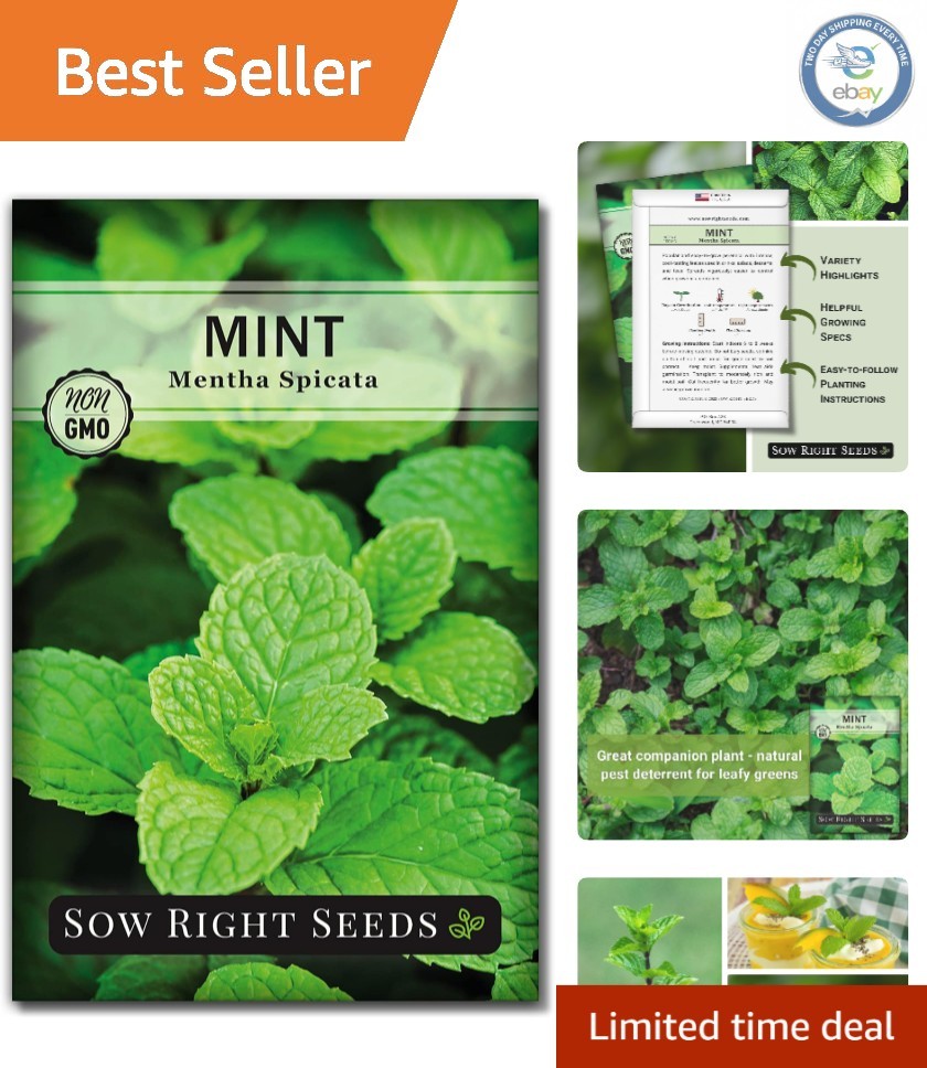 Non-GMO Mint Seeds for Indoor & Outdoor Herb Gardens – Easy to Grow