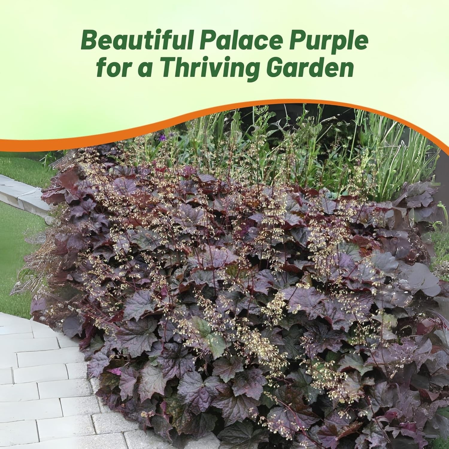 2000 Seeds Heuchera Seed – Coral Bells Palace Purple Flower Seeds
