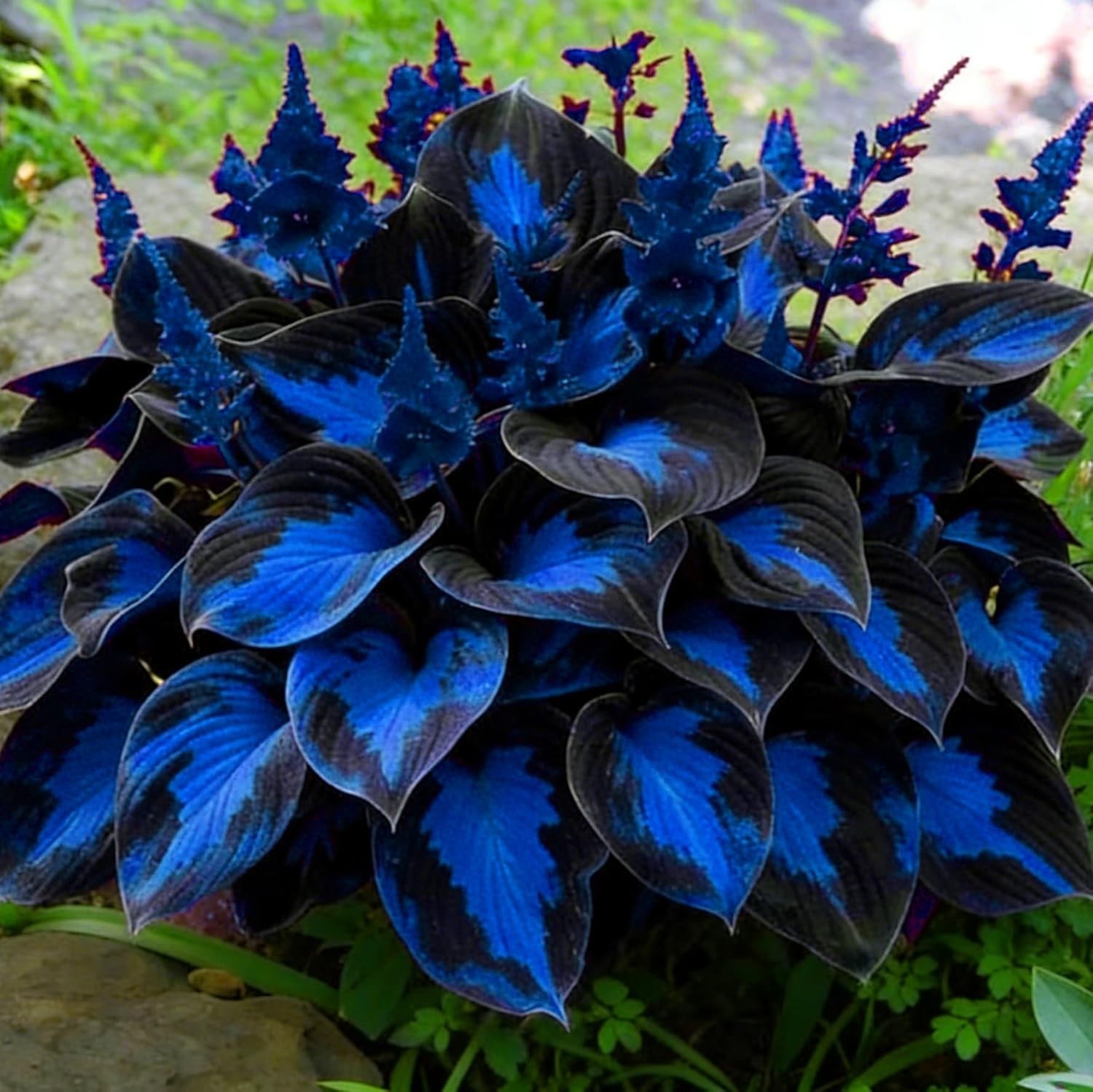 220+ Hosta Seeds Blue Perennial for Planting,Hosta Seeds Blue and Black,Rare Hos