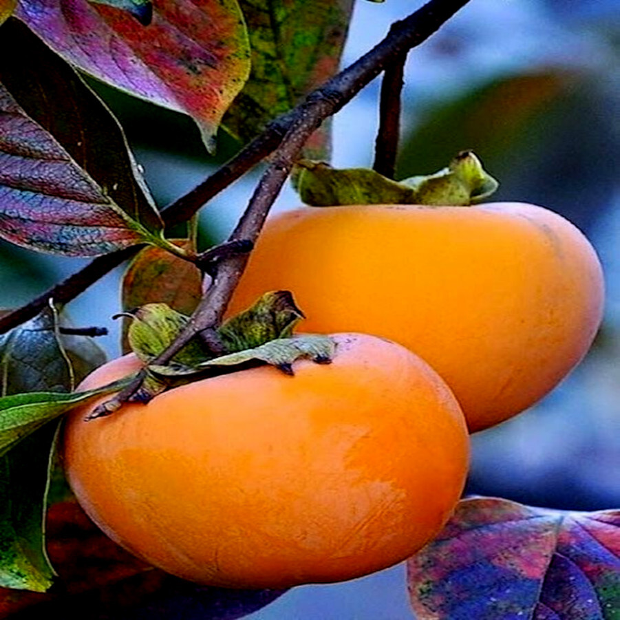 PERSIMMON TREE SEEDS Diospyros Virginiana SUGAR PLUM Fruit Plant COLD HARDY 4-9