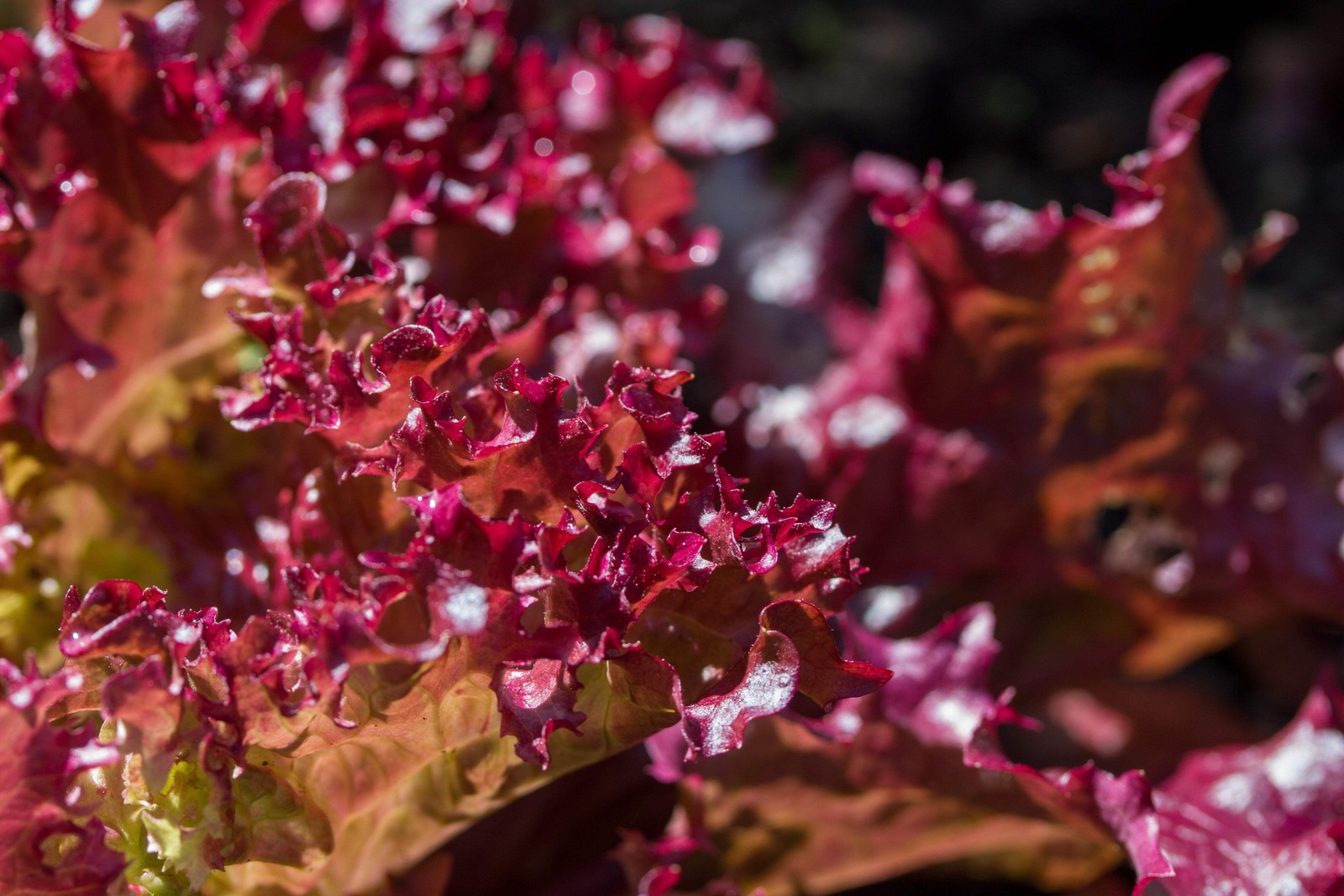 3000 RUBY LEAF LETTUCE Red Loose Leaf Heirloom Lactuca Sativa Vegetable Seeds