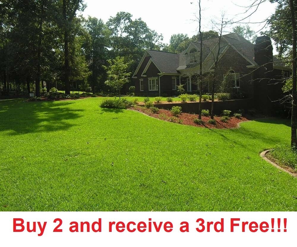 Centipede Grass Seeds starter pack 6000-8000 seeds VI