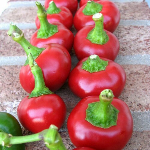 Cherry Pepper Seeds (Large Red) | Heirloom / Non-GMO | Free Shipping | 1009