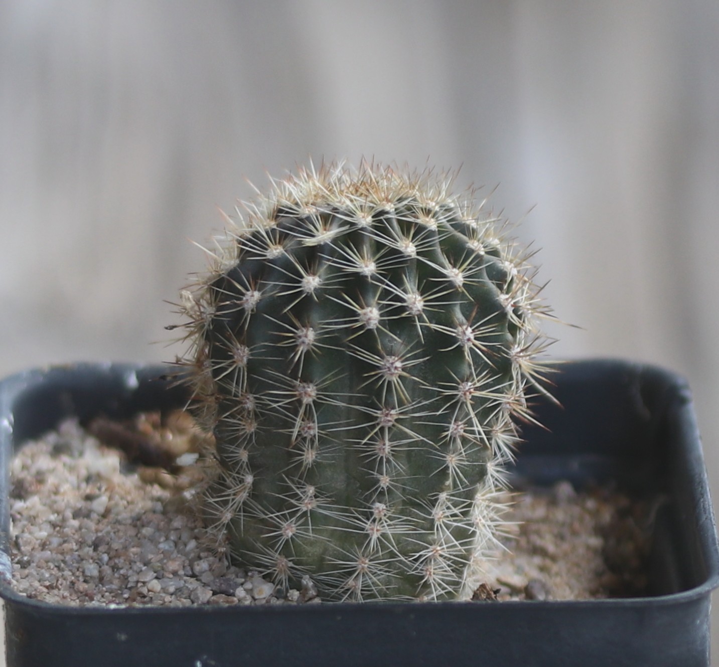 Echinopsis hybrid ‘Maria Piazza’