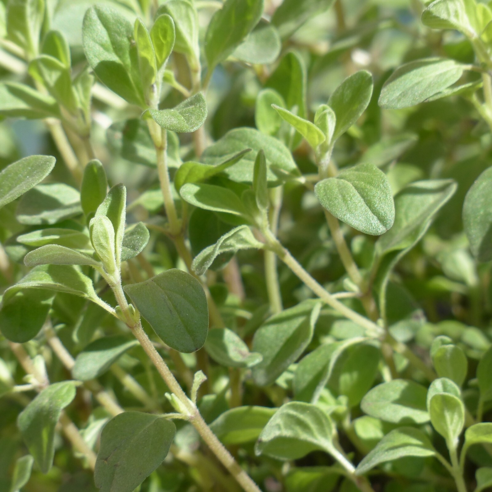 Marjoram Sweet Seeds, Culinary, Aromatic, Medicinal Herb, Non-GMO, Free Shipping