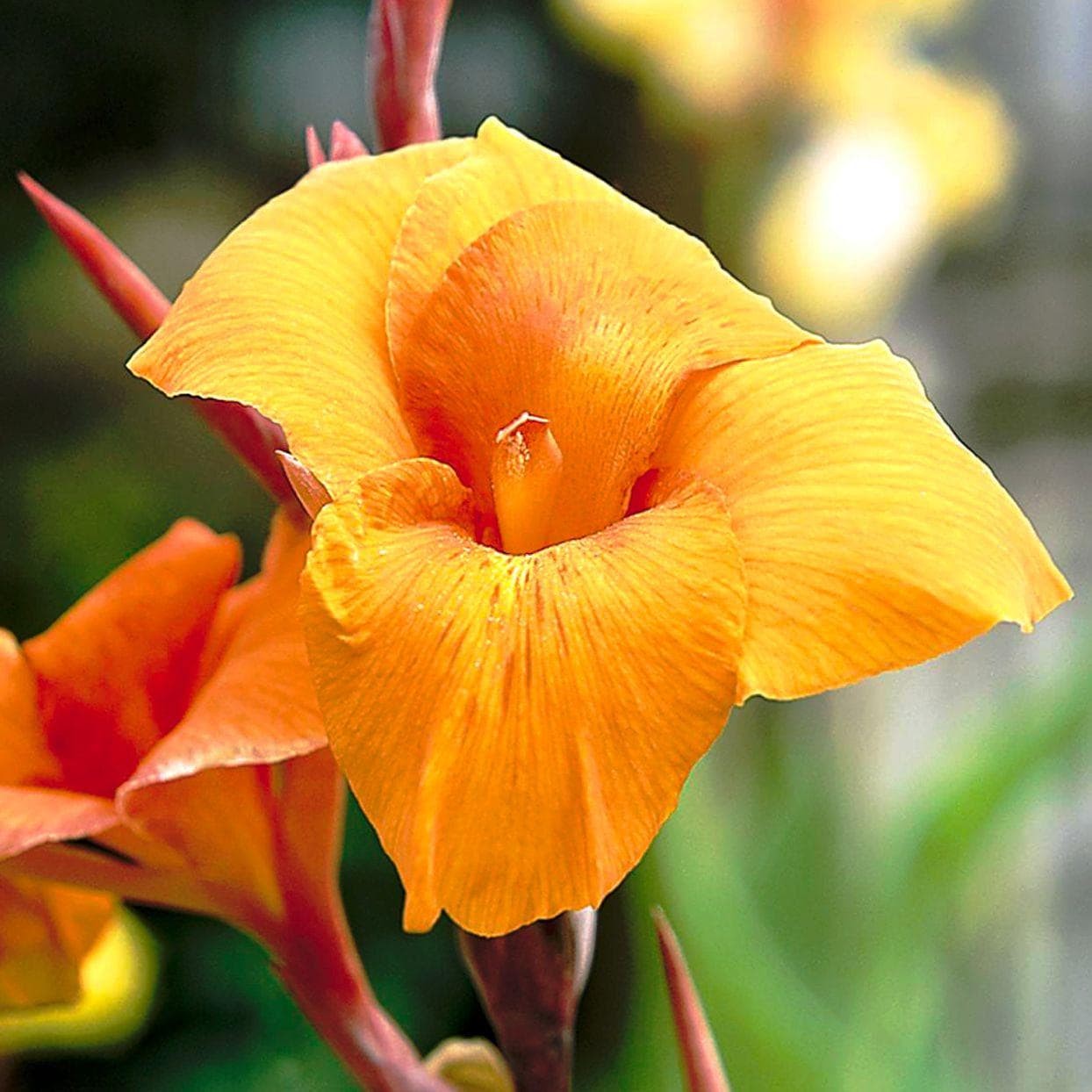 Canna Lily Wyoming Rhizomes – Orange Blooms, Burgundy Foliage – 8-rhizomes