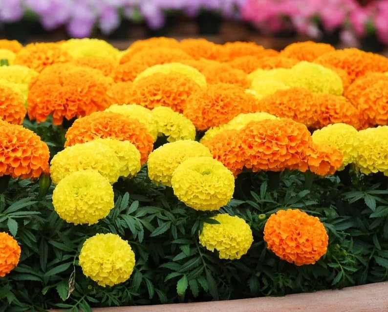 Premium Marigold Mix Seeds (1000 Count) – Hardy Annual Flower Seeds, Long