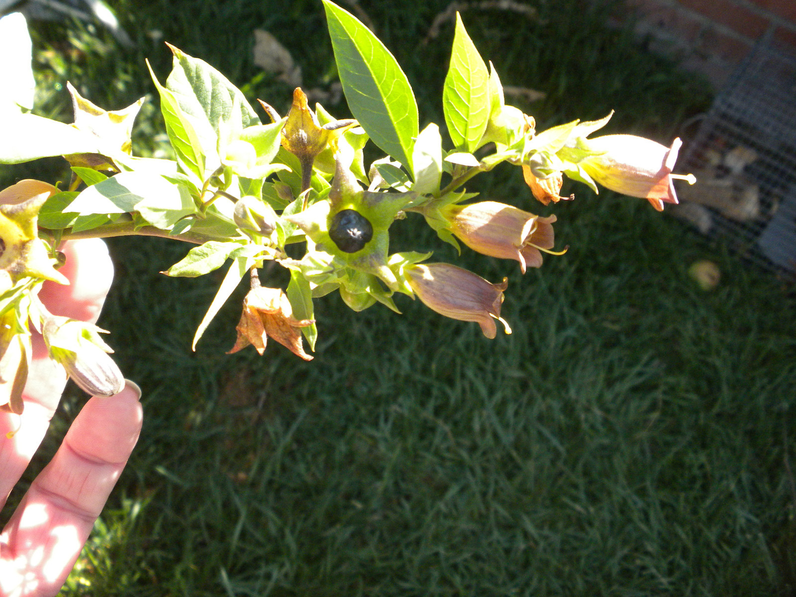 100 Atropa belladonna seeds Wicca herb ‘deadly nightshade’ ‘Devil’s cherry’