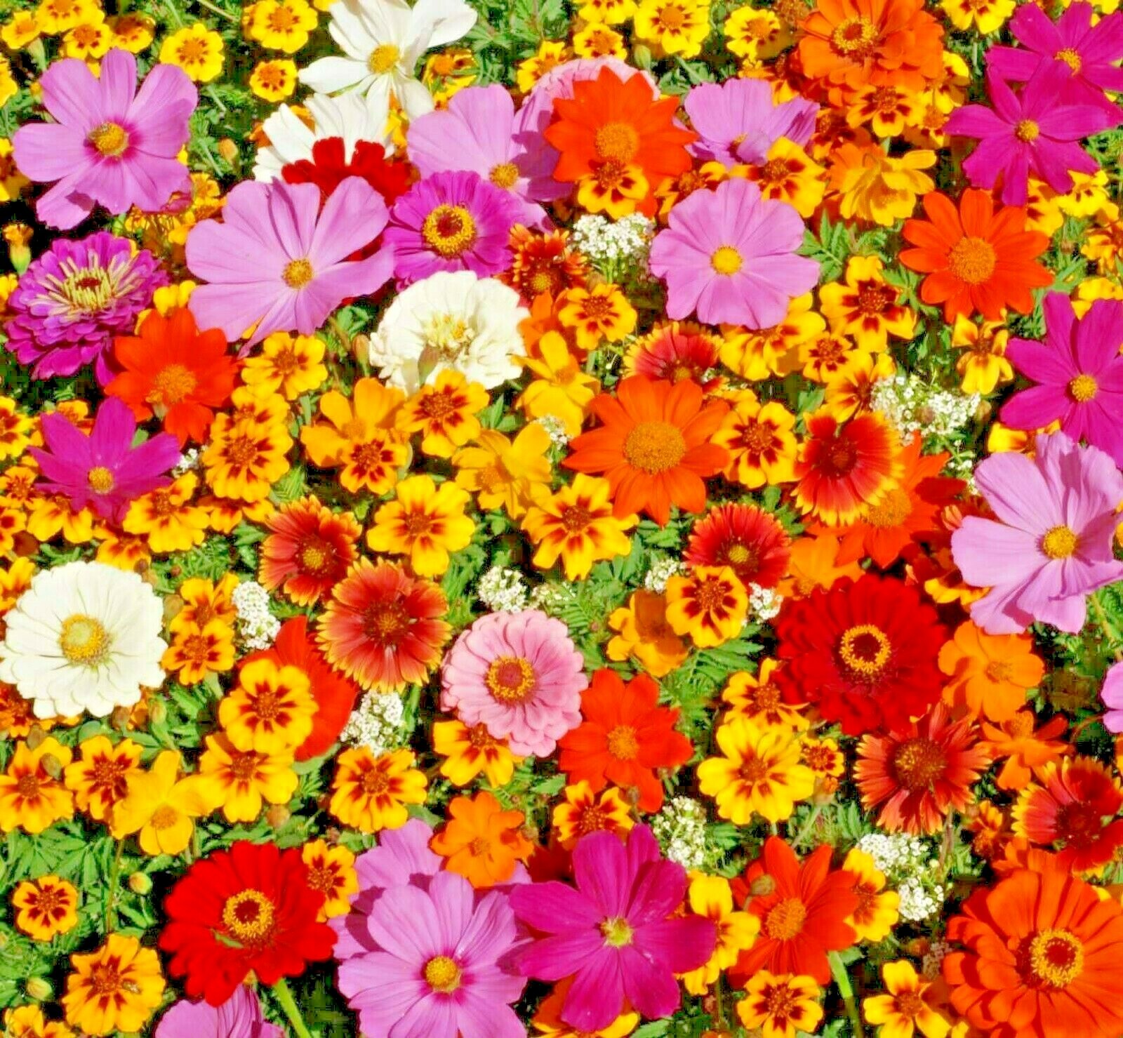 2001+Tall NATIVE WILDFLOWER MIX Seeds 19 Flowering Annuals Cut Flowers Fast Easy