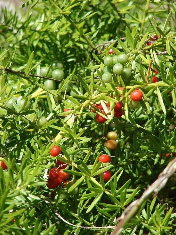 Emerald Fern Seeds for Planting (6 Seeds) – Foxtail Fern, Asparagus sprengeri