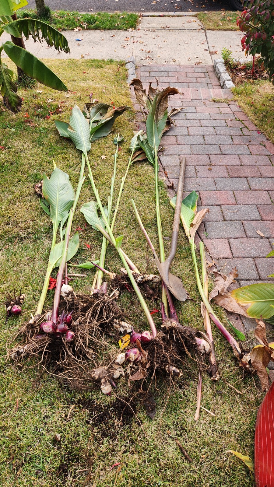 Huge, 12-15 ‘ Red Canna Lily 12 Total Rhizomes