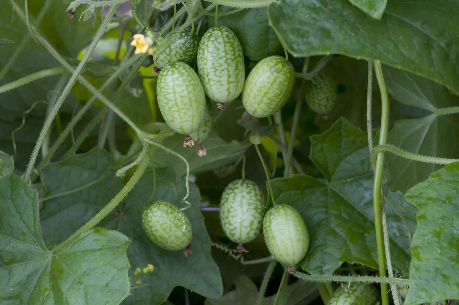 150 Heirloom Organic Straight Eight Cucumber Seeds – Bitter Free! Sweet&Crisp!
