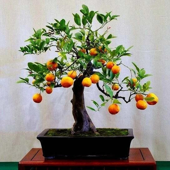 10+ Seeds Hardy Orange, Trifoliate Orange (Poncirus trifoliata) Hardy to Zone 5