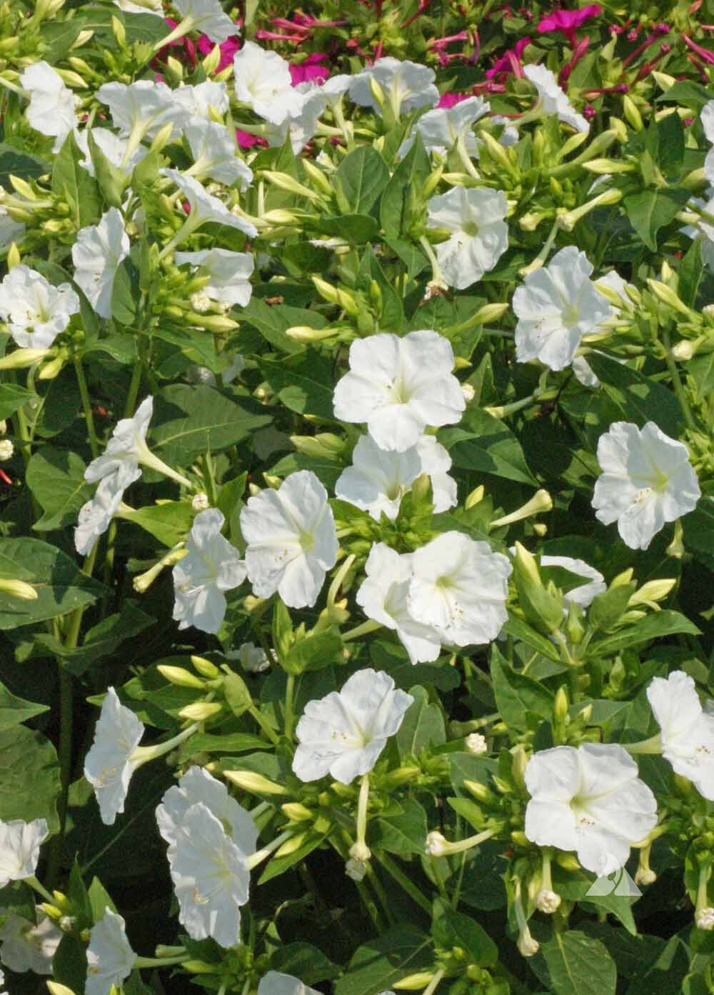 25+ WHITE FOUR O’CLOCK MIX SEEDS FRESH FOR YOUR FLOWER GARDENS