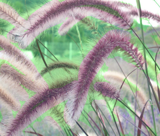 FOUNTAIN GRASS ROSE PINK Pennisetum Ruppelii – 50 Bulk Seeds