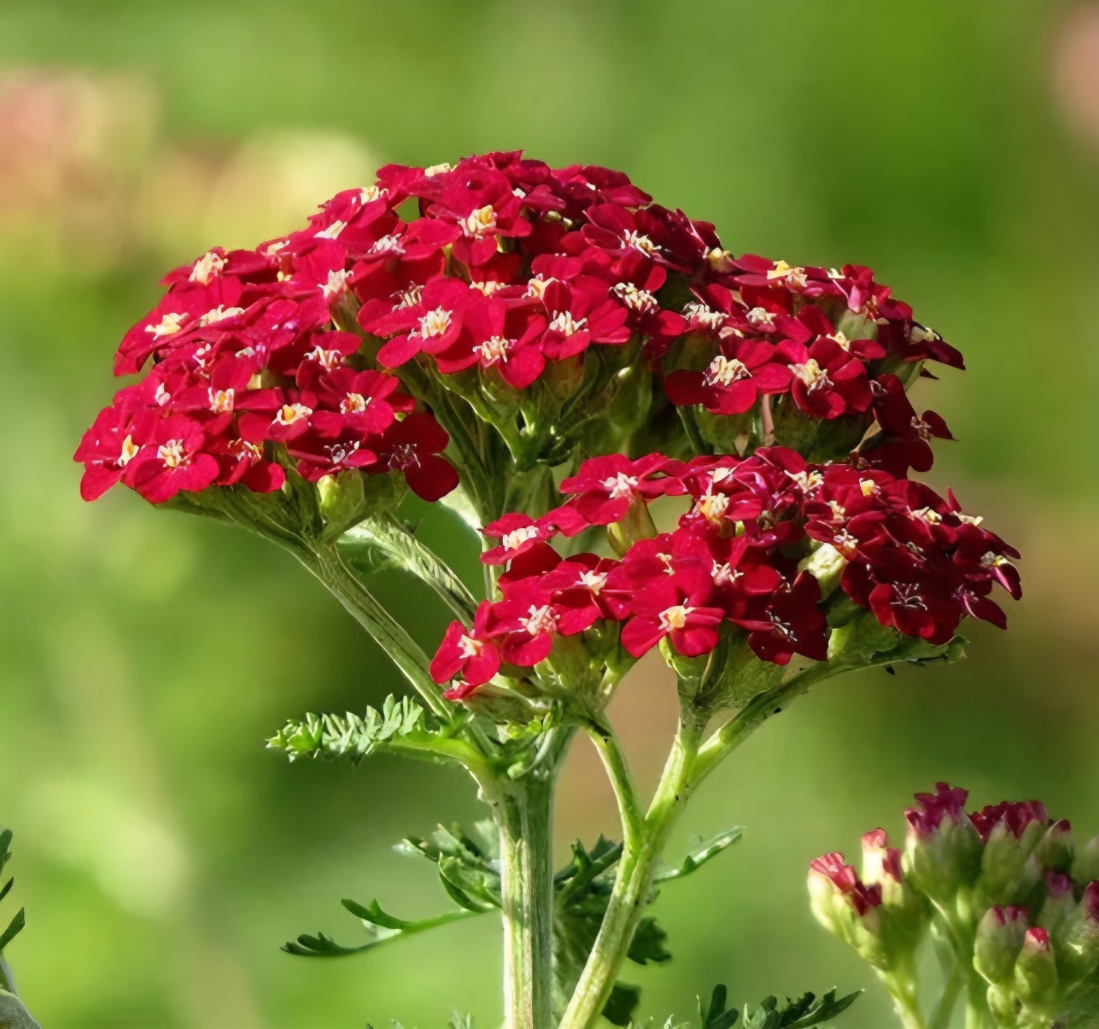 Red Yarrow Seeds (Achillea millefolium rubra)